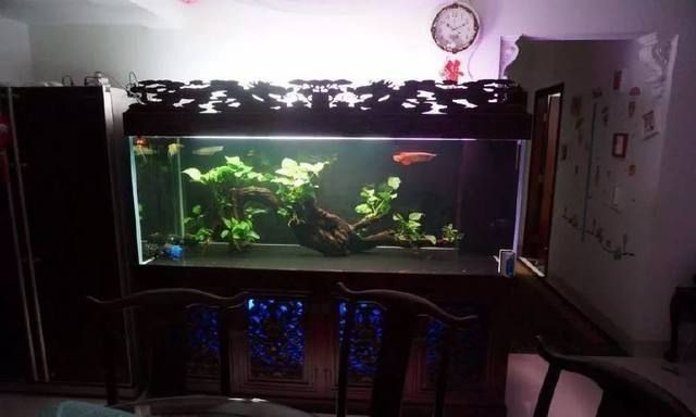 龍魚要求的水質(zhì)怎么樣才能養(yǎng)活vs祥龍魚場：祥龍魚場養(yǎng)殖需要關(guān)注水質(zhì)的ph值、硬度、水溫范圍 龍魚要求的水質(zhì)怎么樣才能養(yǎng)活vs祥龍魚場：祥龍魚場養(yǎng)殖需要關(guān)注水質(zhì)的ph值、硬度、水溫范圍 vs祥龍魚場 第4張