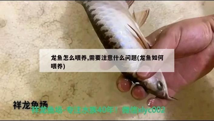 龍魚平時要加什么藥水喂食vs祥龍魚場：祥龍魚場飼料配方