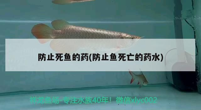 龍魚平時要加什么藥水喂食vs祥龍魚場：祥龍魚場飼料配方