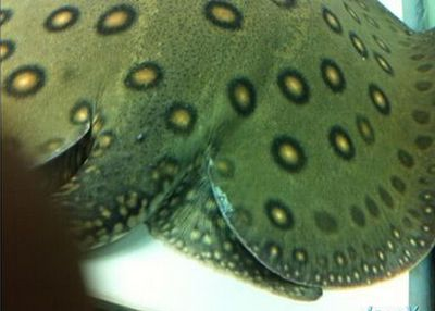 魟魚體盤上翻怎么辦：魟魚體盤上翻怎么辦，[需手動填充]魚體盤上翻怎么辦
