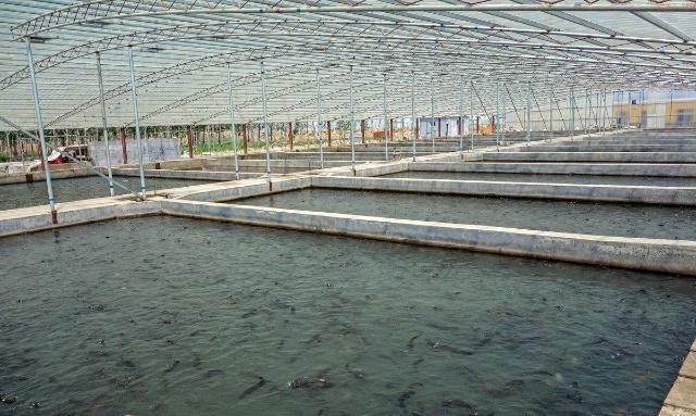 江門魚缸定制電話多少錢（江門魚缸定制電話多少錢啊）