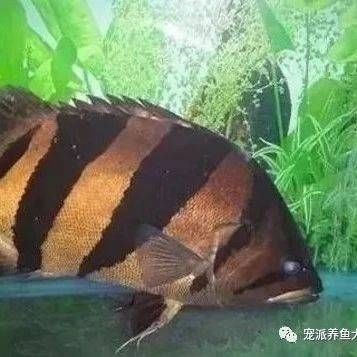 虎魚一只眼睛白蒙蒙腫大：虎魚一只眼睛白蒙腫大