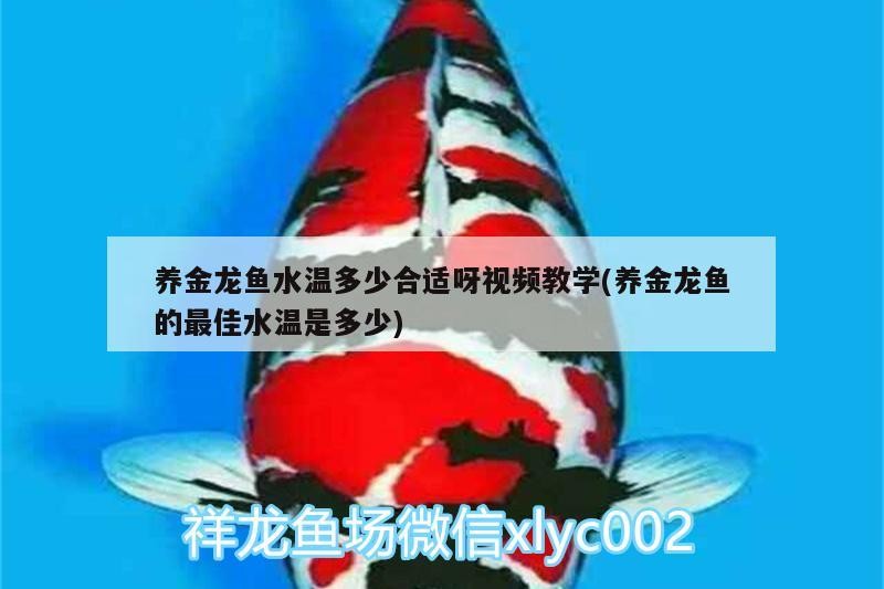 養金龍魚水溫多少合適呀視頻教學(養金龍魚的最佳水溫是多少)