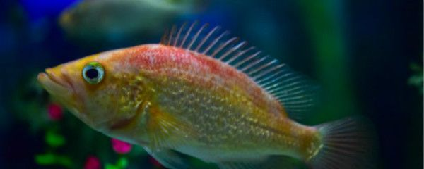 5厘米的小虎魚吃什么：5厘米的小虎魚可以喂食豐年蝦、冷凍蝦肉、餌料飼料等多種類型的飼料 5厘米的小虎魚吃什么：5厘米的小虎魚可以喂食豐年蝦、冷凍蝦肉、餌料飼料等多種類型的飼料 虎魚百科 第3張