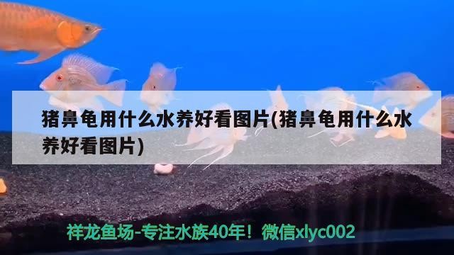 豬鼻龜用什么水養好看圖片(豬鼻龜用什么水養好看圖片)