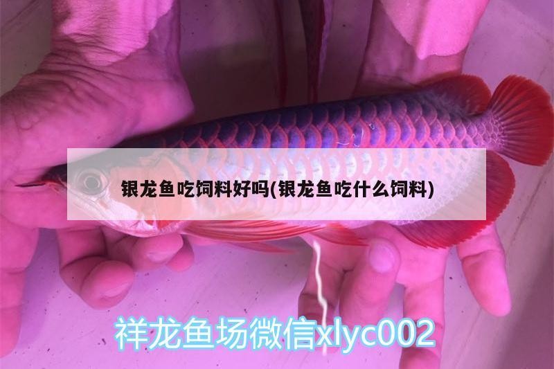 銀龍魚吃飼料好嗎(銀龍魚吃什么飼料)