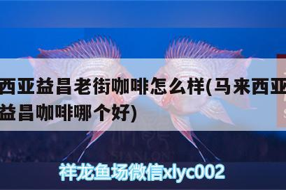 馬來西亞益昌老街咖啡怎么樣(馬來西亞舊街場和益昌咖啡哪個好)