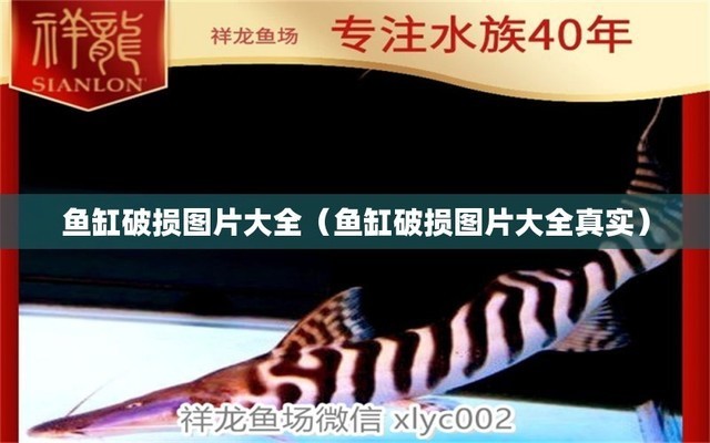 可麗愛魚缸大型（可麗愛魚缸120