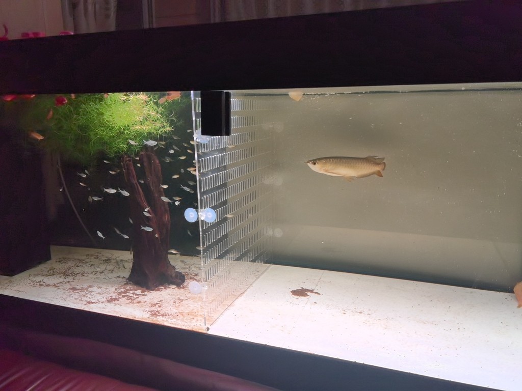 斷鰭斷尾的小龍回來已過三天，期待丑小鴨的蛻變