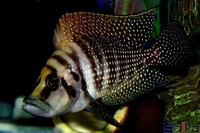 虎魚三紋和四紋哪個貴一點：虎魚三紋和四紋哪個更貴，虎魚三紋和四紋哪個更貴一點