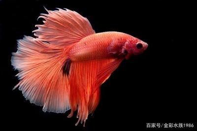 都有什么觀賞魚(yú)（觀賞魚(yú)的種類及其特點(diǎn)）