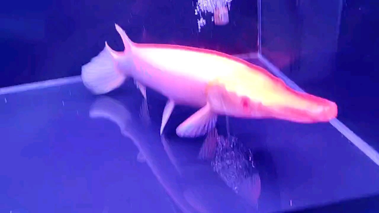 黃金火箭