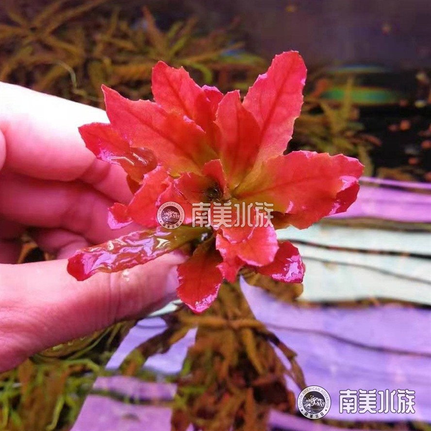 北美魚缸造景：北美魚缸造景之造景技巧