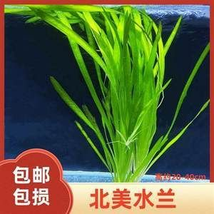北美魚缸造景：北美魚缸造景之造景技巧