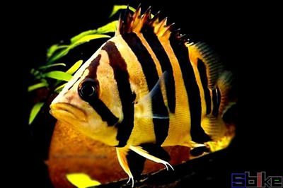 虎魚壁紙：虎魚動態壁紙
