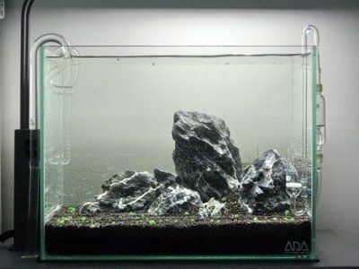 ada魚(yú)缸為什么那么貴：ada魚(yú)缸為什么那么昂貴？