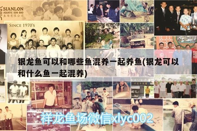 銀龍魚可以和哪些魚混養一起養魚(銀龍可以和什么魚一起混養)