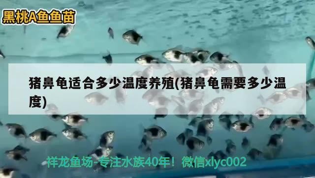 豬鼻龜適合多少溫度養殖(豬鼻龜需要多少溫度)
