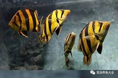 虎魚擦缸怎么辦：虎魚擦缸怎么辦，虎魚擦缸可以從以下幾個方面考慮