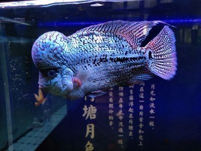 虎魚擦缸怎么辦：虎魚擦缸怎么辦，虎魚擦缸可以從以下幾個方面考慮