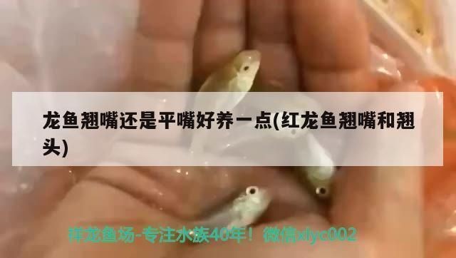 紅龍魚翹頭：關(guān)于紅龍魚翹頭的一些詳細(xì)信息