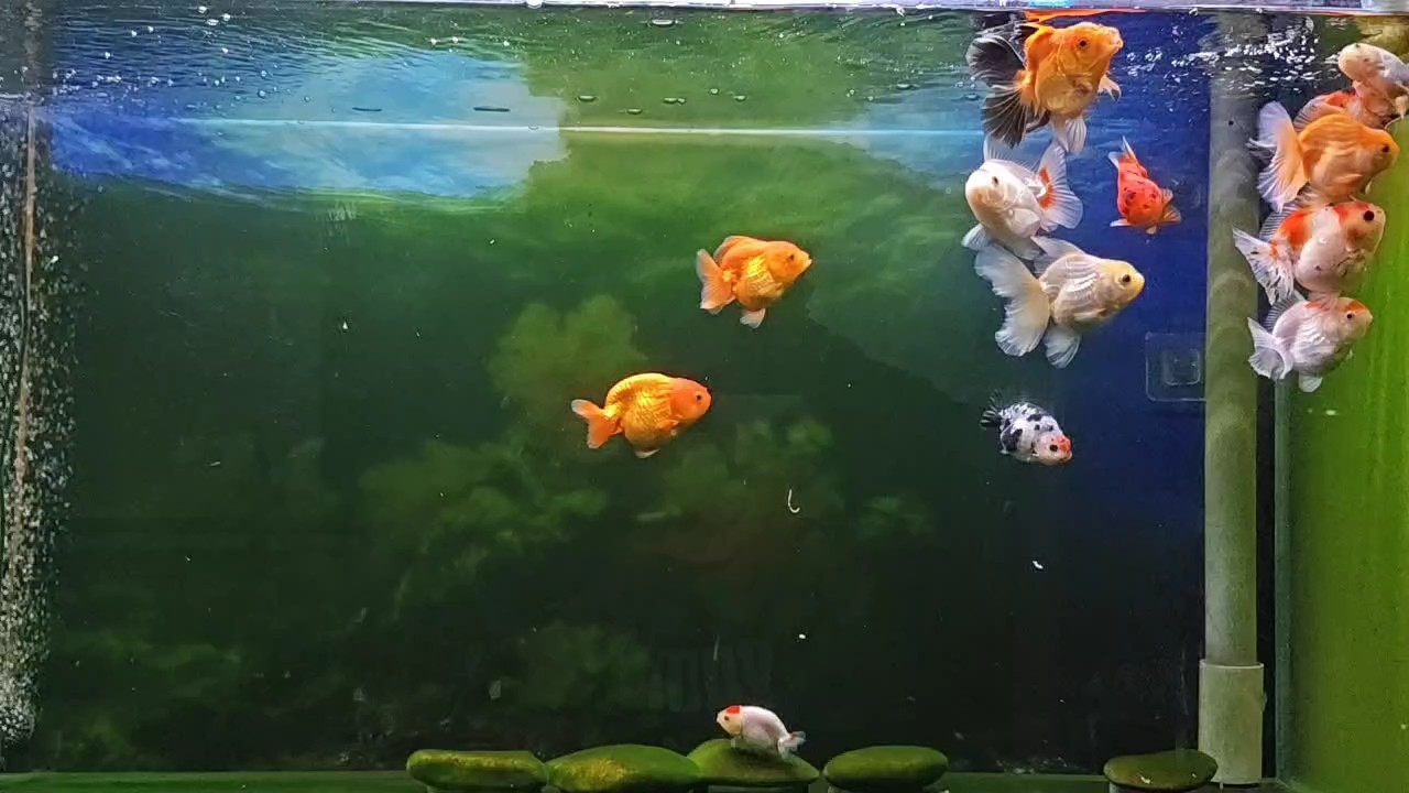 金魚入缸滿月了，吃的多拉的多[touxiao]