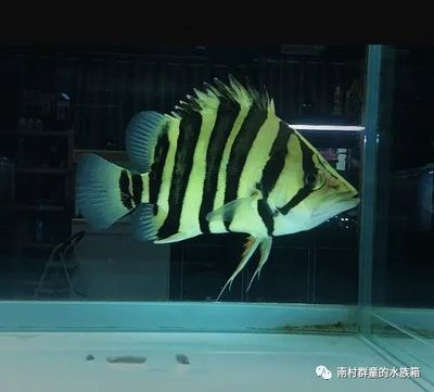 印尼虎好還是蘇虎好用一點：印尼虎和蘇虎哪個好用 印尼虎好還是蘇虎好用一點：印尼虎和蘇虎哪個好用 虎魚百科 第2張