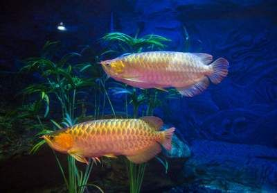 紅龍魚的作用：紅龍魚在風(fēng)水中的應(yīng)用
