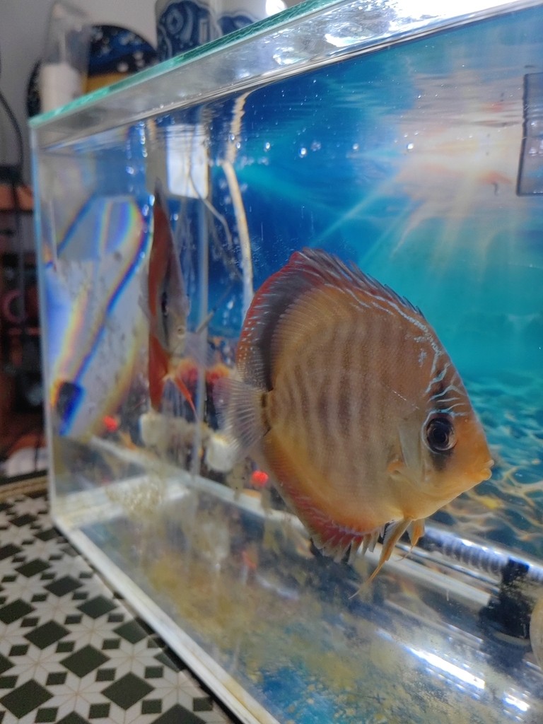 啥品種