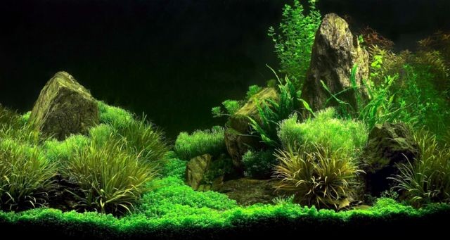 35魚缸造景買什么:魚缸造景基本步驟