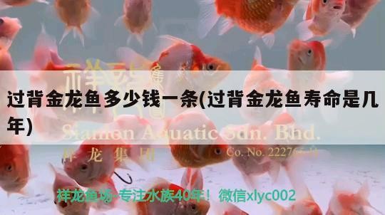 過背金龍魚多少錢一條(過背金龍魚壽命是幾年)