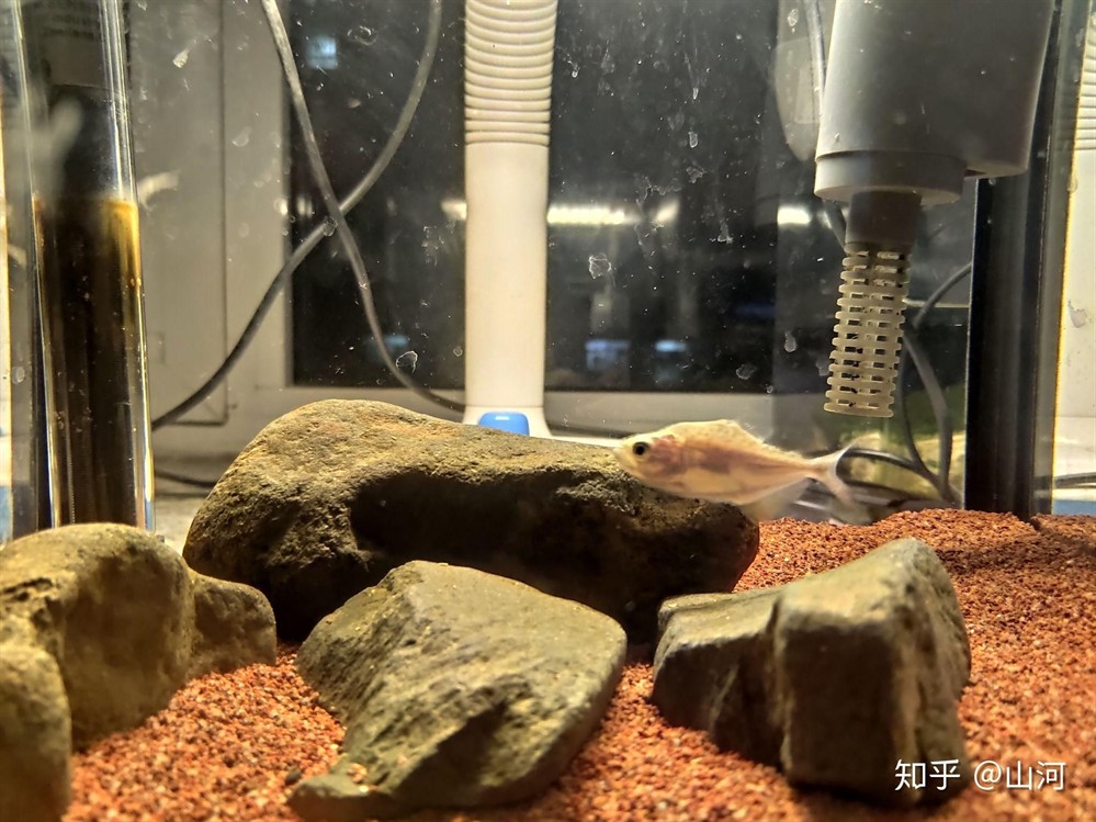 50的魚缸養多少斑馬魚：50厘米的斑馬魚適宜養殖360條斑馬魚的適宜養殖密度
