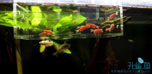 50的魚缸養多少斑馬魚：50厘米的斑馬魚適宜養殖360條斑馬魚的適宜養殖密度