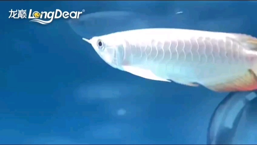 轉發529