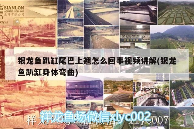銀龍魚趴缸尾巴上翹怎么回事視頻講解(銀龍魚趴缸身體彎曲)