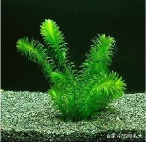 常見的魚缸水草：皇冠草和皇冠草的養護方法