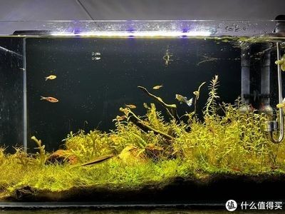 常見的魚缸水草：皇冠草和皇冠草的養護方法