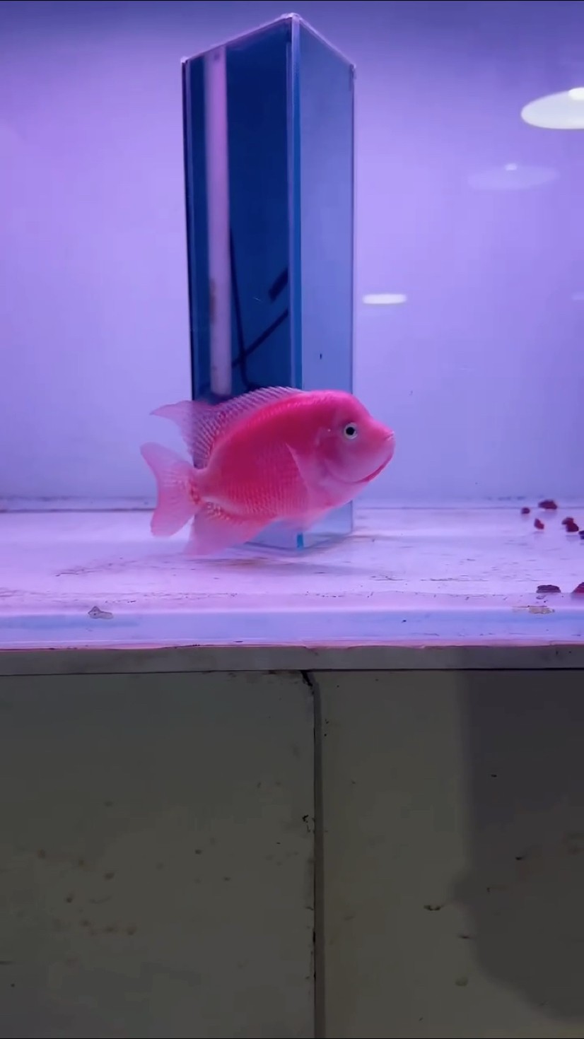 進(jìn)口紅馬羅漢魚