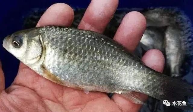 紅龍魚撞缸掉鱗怎么辦：紅龍魚在水族箱中撞缸后掉鱗后如何護理紅龍魚水質管理技巧