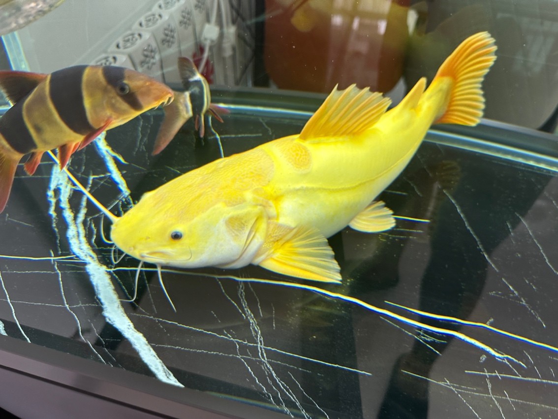 黃金招財(cái)貓魚