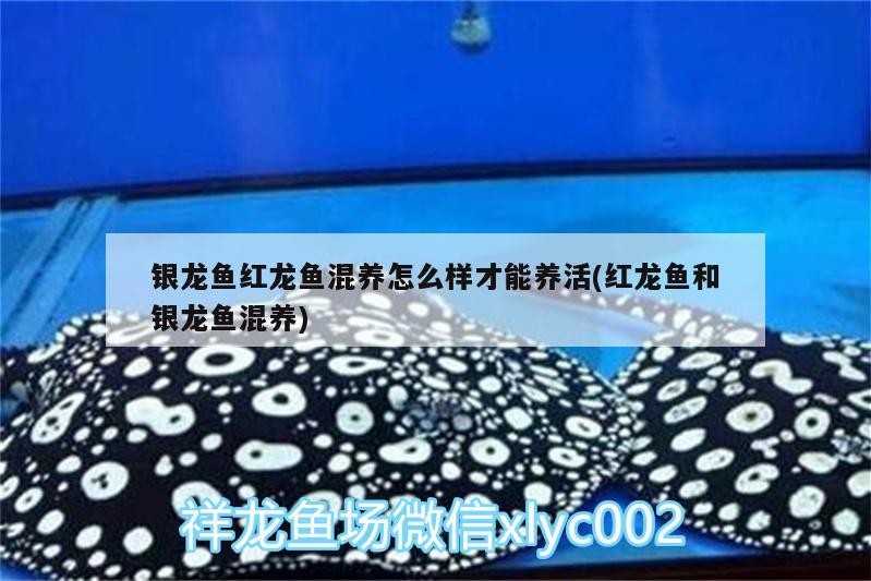 銀龍魚(yú)紅龍魚(yú)混養(yǎng)怎么樣才能養(yǎng)活(紅龍魚(yú)和銀龍魚(yú)混養(yǎng)) 銀龍魚(yú)紅龍魚(yú)混養(yǎng)怎么樣才能養(yǎng)活(紅龍魚(yú)和銀龍魚(yú)混養(yǎng)) 銀龍魚(yú)百科