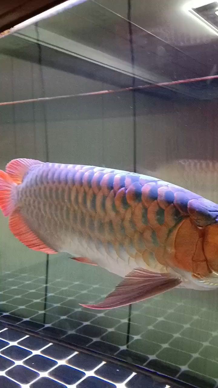 魟魚喂食技巧：關于魟魚喂食的一些技巧
