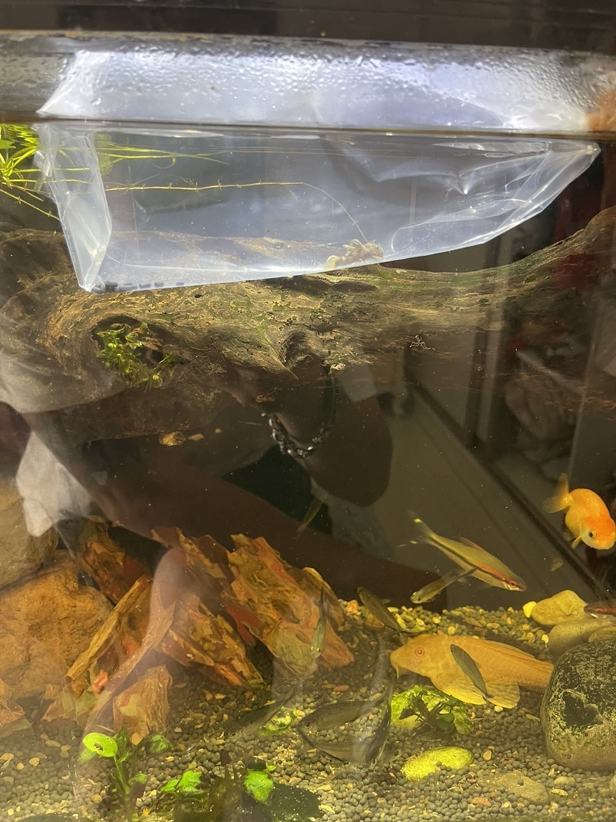 清道夫入缸記錄