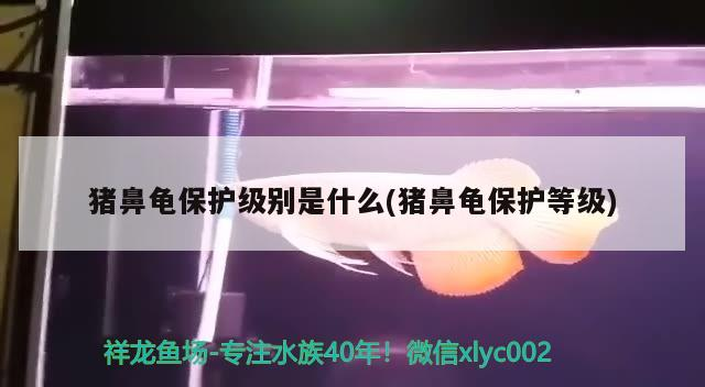 豬鼻龜保護級別是什么(豬鼻龜保護等級)