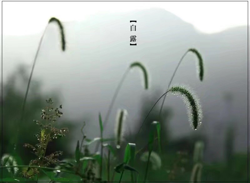 昨天白露
