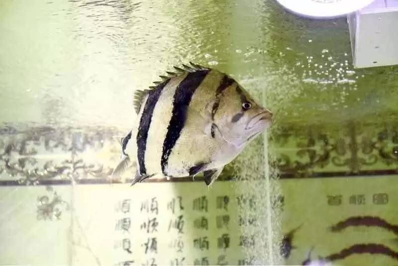 虎魚喂食量：虎魚的喂食量主要取決于其大小和品種