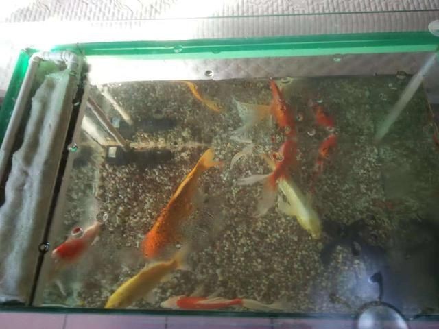 60魚缸布景：60魚缸布景是一個涉及到魚缸設計和熱帶魚飼養的關鍵信息