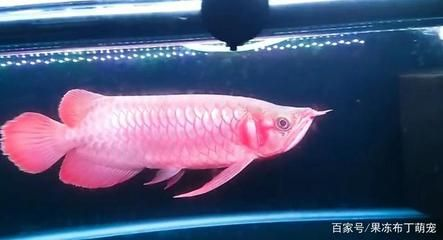 紅龍魚一般喂什么食物：關于紅龍魚喂養食物的詳細信息