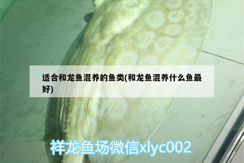 適合和龍魚混養的魚類(和龍魚混養什么魚最好)