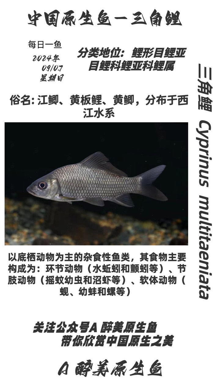 三角鯉